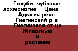 Голуби: чубатые, лохмоногие. › Цена ­ 300 - Адыгея респ., Гиагинский р-н, Гиагинская ст-ца Животные и растения » Птицы   . Адыгея респ.